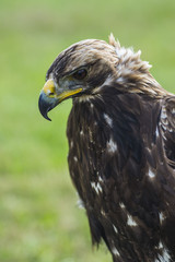 Fototapeta premium golden eagle sitting and looking, green bokeh grass behind, close up of bird animal