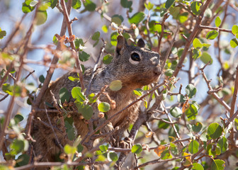 Naklejka na ściany i meble A western grey squirrel watches it's territory from high in the branches of a tree