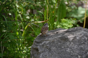 White-crowned Sparrow