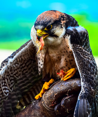A Peregrine Falcon having a snack while perched on a falconer's glove