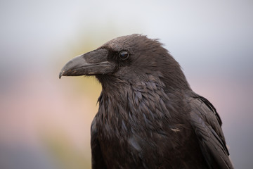 A head and shoulders portrait of a raven on a breezy day with the bird looking to the left