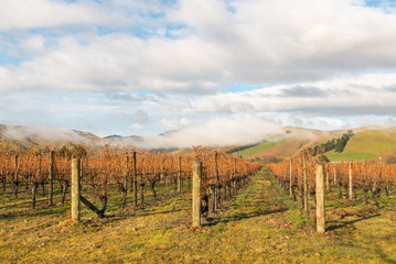 Fototapeta na wymiar autumn vineyards landscape in Marlborough region, New Zealand