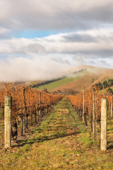 Fototapeta premium New Zealand vineyards in autumn after harvest