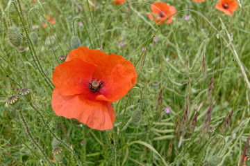 Fleur de coquelicot au milieu des champs dans le département du Pas-de-Calais, France