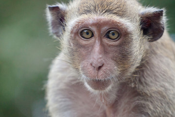 可愛いサル
