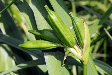 unreife Früchte der Sumpfschwertlilie ( Iris  pseudacorus)