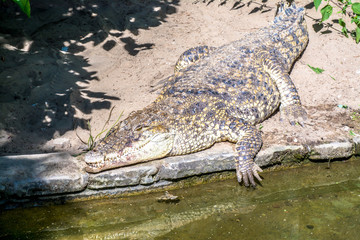 Crocodile close-up lies near water on river, lake in nature