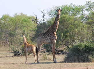 Naklejka na ściany i meble Giraffes in Kapama Private Game Reserve, South Africa