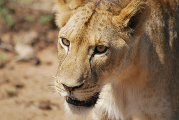 Fototapeta premium Lioness in Kapama Private Game Reserve, South Africa
