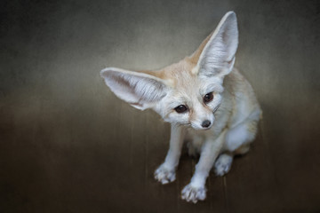 Fox with big ears