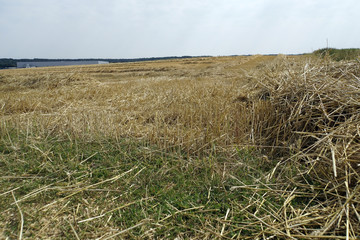 abgeerntetes Getreidefeld