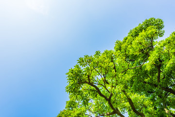 夏の空と緑 Fresh green leaves