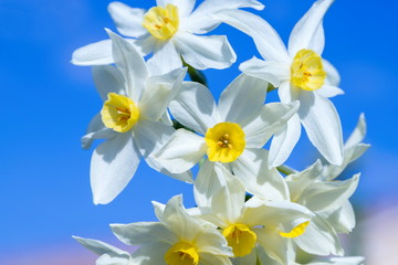 Bright Narcissus flowers