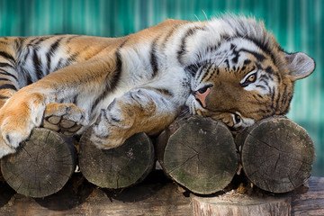 Tiger lies on a tree