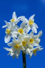 Bright Narcissus flowers