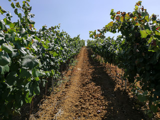 Fototapeta na wymiar Vinhas para produção de vinho em Portugal