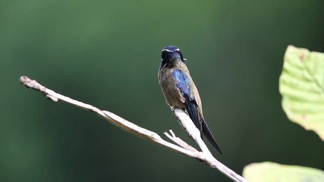 Whiskered treeswift (Hemiprocne comata) in Borneo, Malaysia