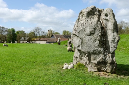 Part of the neolithic stone circle in Avebury, Wiltshire, United Kingdom. Sheep are grazing and resting among the monumental stones. A barn and the village church in the background.