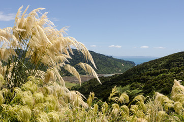 Flower-heads of toi toi looking out over a wooded valley to the ocean beyond. A sunny day in the South Island of New Zealand.