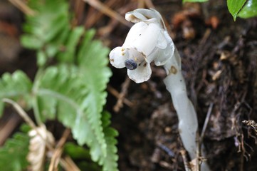 ギンリョウソウ