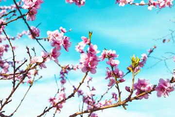 Cherry tree branch bud in bloom background as a beautiful spring flower 