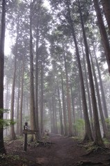 Obraz premium 霧の山林