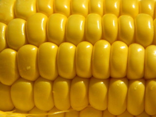 Close up of some corn on the cob