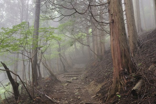 Fototapeta 霧の山林