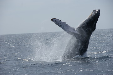 Breaching Whale 2