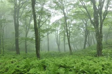 Obraz premium やまなしの森林100選 黒岳の広葉樹林