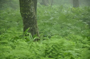 やまなしの森林100選 黒岳の広葉樹林