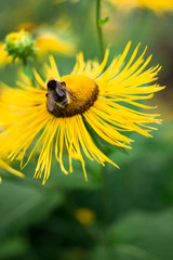 bees collect nectar on big yellow flower, the insect life in the summer