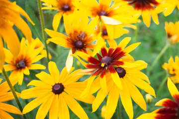 bright yellow flowers on a green background, summer bloom in the garden