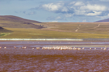 Colorada Lagoon in the way to Uyuni Saltflats is an amazing representation of the andean typical lagoons full of flamingos. Uyuni, Bolivia
