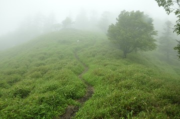 霧に続く草原の道
