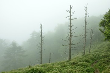 霧の草原に立つ古木