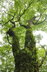 やまなしの森林100選 黒岳の広葉樹林