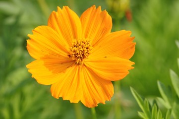 キバナコスモス