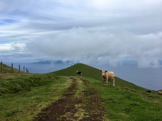 Fototapeta premium Cows in a green field