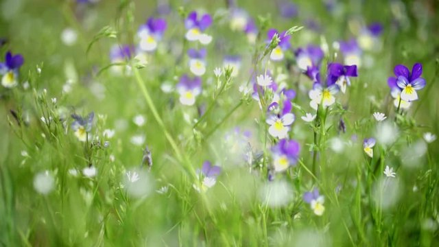 Close up of wild meadow flowers in Norway
