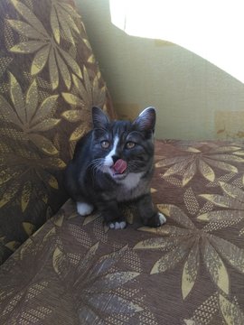The Cat lickens
