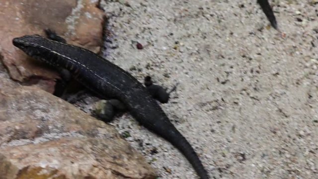 Giant plated lizard filmed during trip through South Africa.