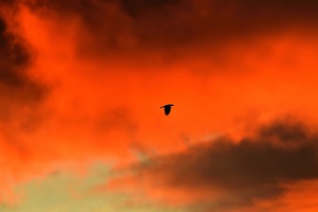 夕焼けをバックに飛ぶ鳥
