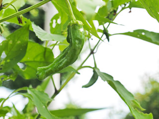 大きく育ったシシトウ