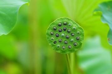 カラフルな蓮の種