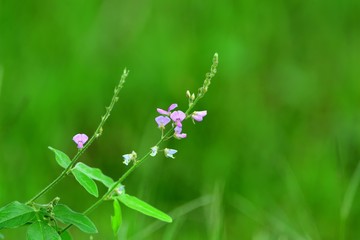 きれいに咲いた萩の花