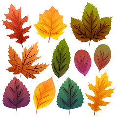 autumn leaves collection