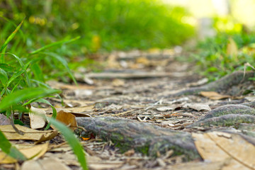 Walking path in a summer forest on sunny day