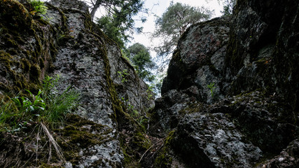 Naklejka na ściany i meble Wilderness landscape forest with pine trees and moss on rocks