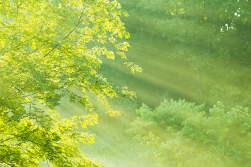 Morning Fog with Maple Tree